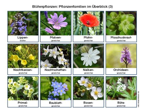 gartenblumen bilder mit namen.